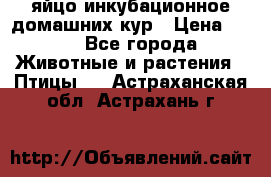 яйцо инкубационное домашних кур › Цена ­ 25 - Все города Животные и растения » Птицы   . Астраханская обл.,Астрахань г.